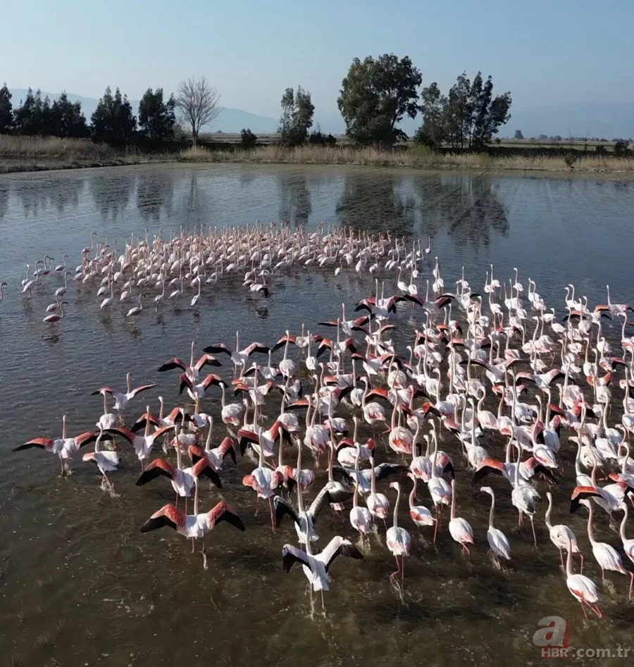 Taşan Menderes buğday tarlalarını sular altında bıraktı, flamingolar akın etti 2