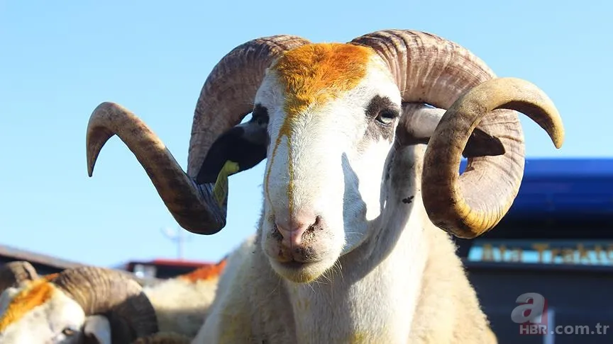 Kurban eti kimlere verilir? Kurban eti en az kaç kişiye dağıtılır? Kurban eti dağıtımı nasıl olmalı? Diyanet açıklaması 7