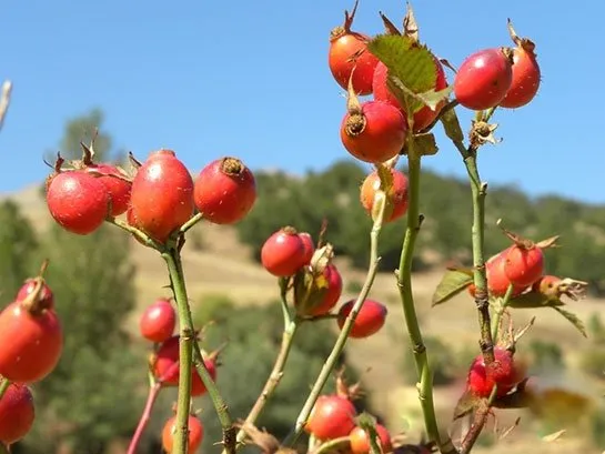 Kuşburnu çayı içmek için 9 neden