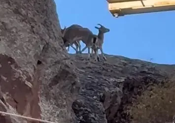 Erzurum'da dağ keçileri ve yavruları görüntülendi