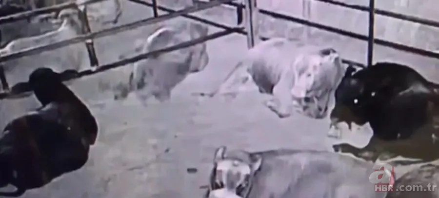 Görüntüler Türkiye'den... Diyarbakır'da 2 metrelik yılanların dansı kamerada 10