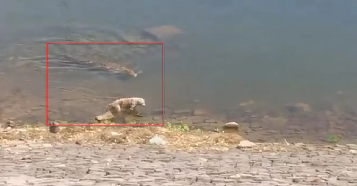 Ölüme böyle gitti! Serinlemek için suya girmesi sonu oldu! Dev timsah...
