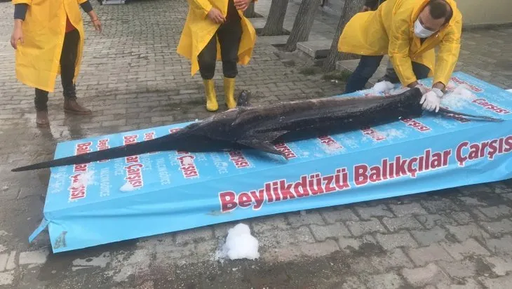 Marmara Denizi’nde balıkçılar avladı! Dev balık görenleri hayrete düşürdü