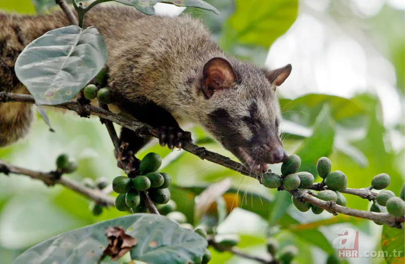 Koronavirüs nedeniyle sokağa çıkmak yasaklanmıştı! Sokakta yıllardır görülmeyen misk kedisi görüntülendi 4