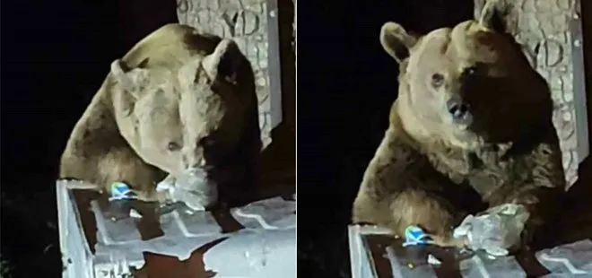 Uludağ'da aç kalan ayılar çöplere dadandı