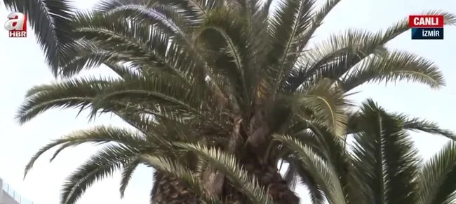 izmirde-palmiye-agaclari-neden-katledildi-kesilen-palmiyeler-tedavi-edilebilir-miydi-1648461654515.jpg İzmir’de palmiye ağaçları neden katledildi? Kesilen palmiyeler tedavi edilebilir miydi? - 4