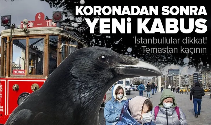 Son dakika: İstanbul'da koronavirüsten sonra yeni kabus: Kuşlarda Batı Nil Virüsü saptandı! Uzmanlar uyardı