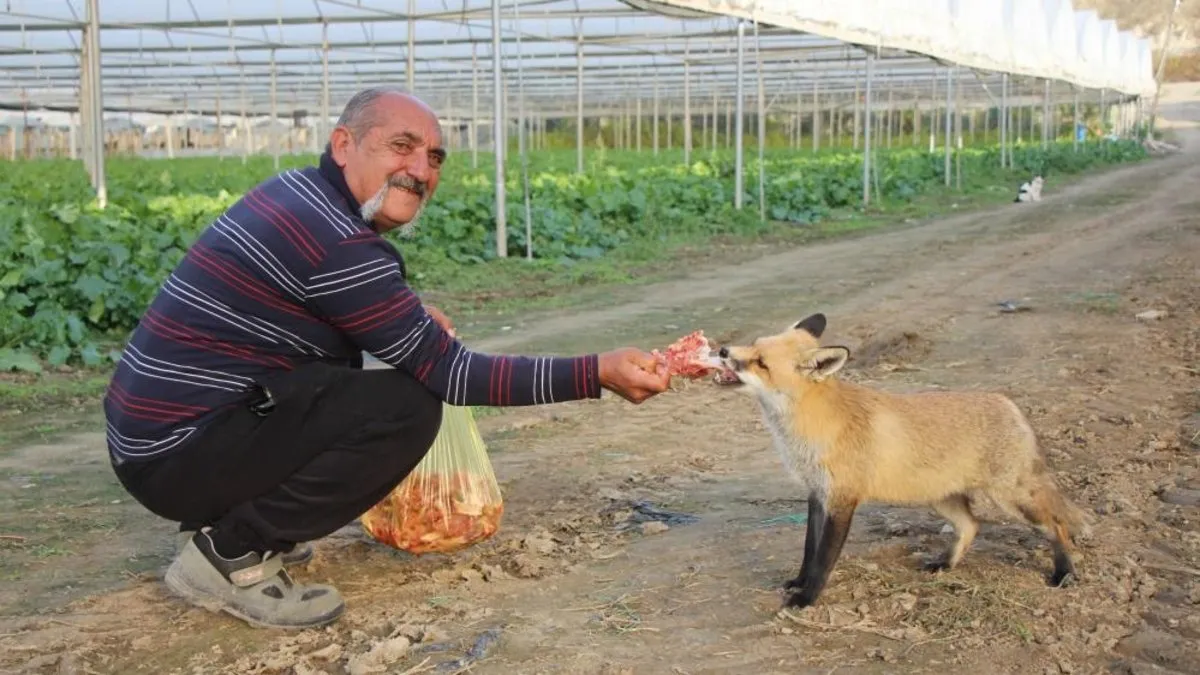 Tilki ile çiftçi arasındaki dostluk şaşkına çevirdi: 6 ay mangal yaptım