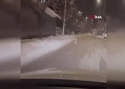 Patnos’ta kurt böyle görüntülendi