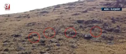 Görüntüler Türkiye’den... Sürü halinde ortaya çıktılar! Çoban drone ile böyle kovaladı
