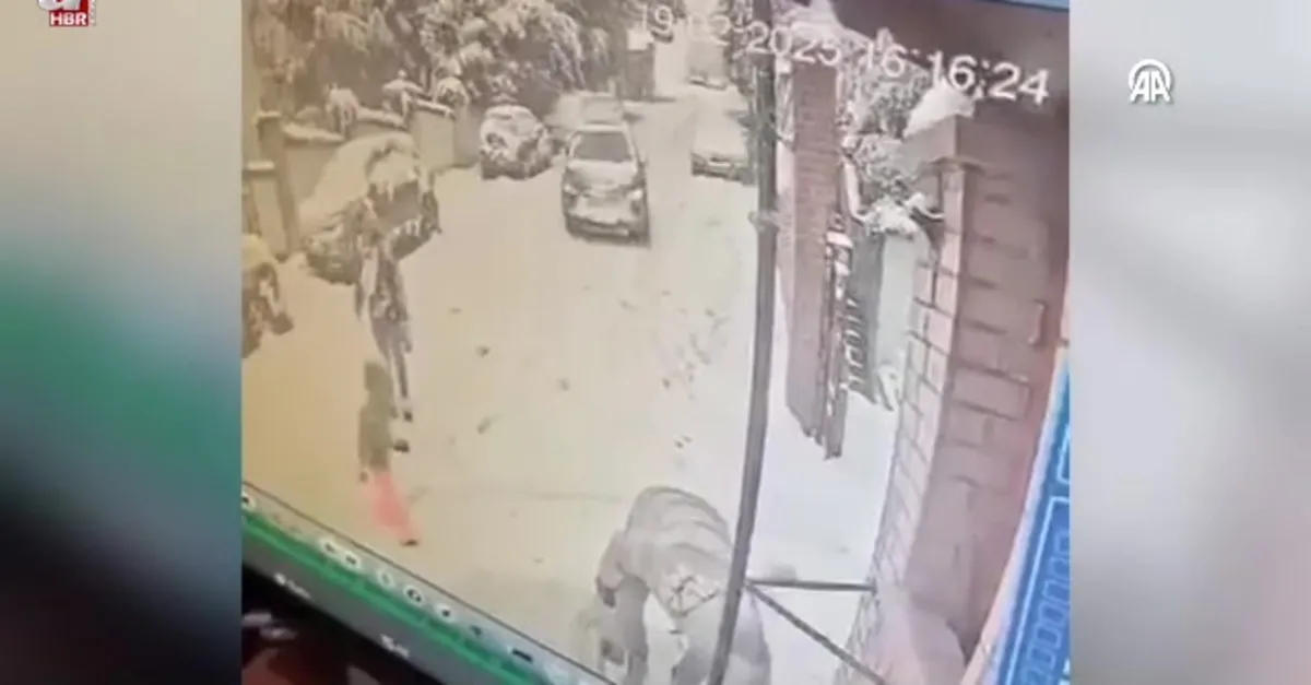 Kedi severken kayan araba çarptı