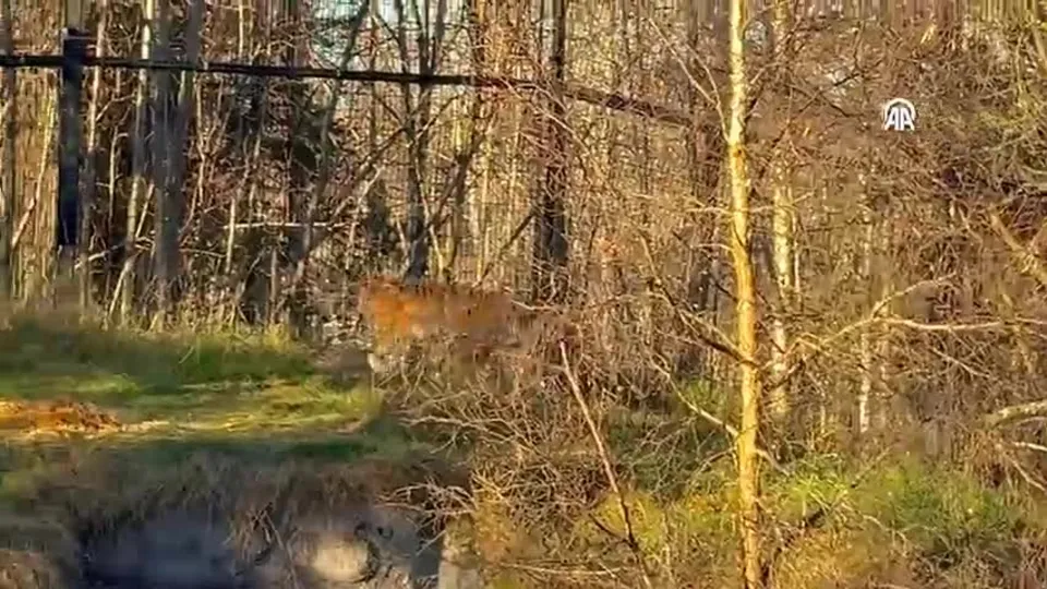 Koruma için Alaska’ya getirilen Amur Kaplanı yeni evine kavuştu