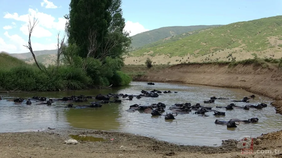Muş’ta mandaların serinlemek için nehre girdiği anlar renkli görüntüler oluşturdu 8