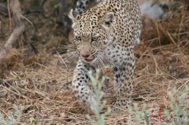 Aslan ve kaplanın dövüşü nefesleri kesti! 18