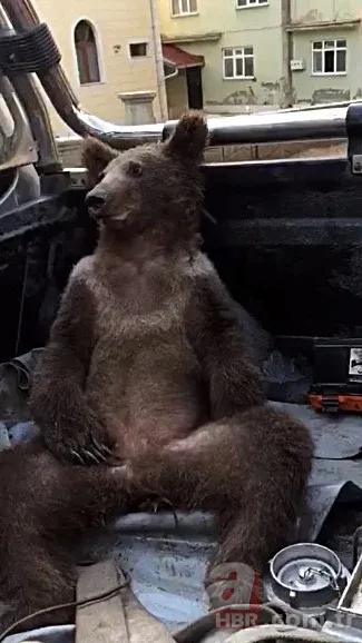 Acı bal yiyen ayıdan haber var: Bakanlık görüntüsünü paylaştı 1