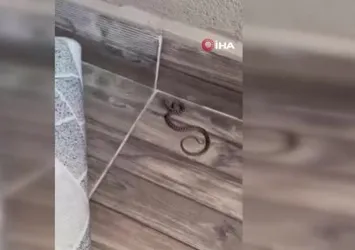 Evin balkonunda yılan görüldü