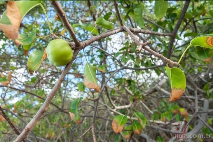 Gölgesinde durmak bile öldürebilir! Dünyanın en ölümcül ağacı: Yeşil elmaya benziyor