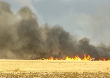 Gaziantep'te 300 dönümlük alanda anız yangını! 50 zeytin ağacı zarar gördü