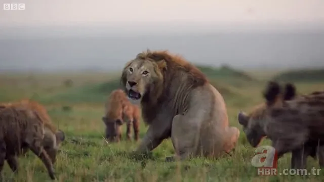 İzmir'de sırtlan paniği! "Tire canavarı" korku salıyor 10