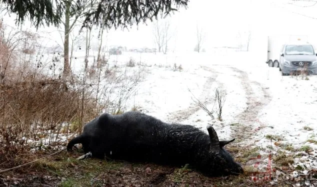 35 yılın ardından ilk kez görüldü! Yayılırsa "felaket" olacak | 2 ülke harekete geçti yasak geldi 4