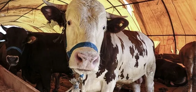Kurban Bayramı öncesi uzmanlardan kritik koronavirüs uyarısı - 1