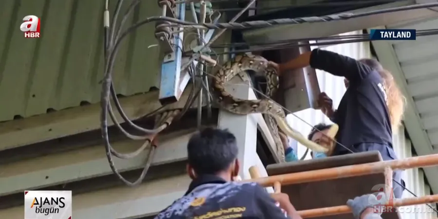 Fabrikada dev piton paniği! Yılan avcısı genç kadın... 10