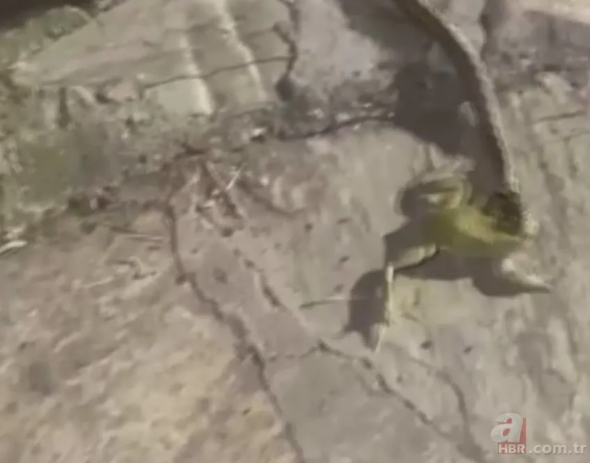 Yılan kurbağa avladı! Ağzıyla yuvasına çekerken… 4