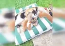 Kedi ve kirpilerin süt kardeşliği
