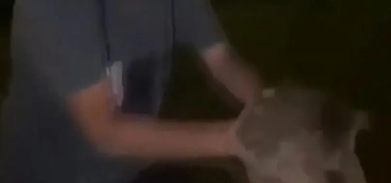 Arnavutköy’de kediye eziyet kamerada! Havaya fırlatıp düşüşünü izlediler
