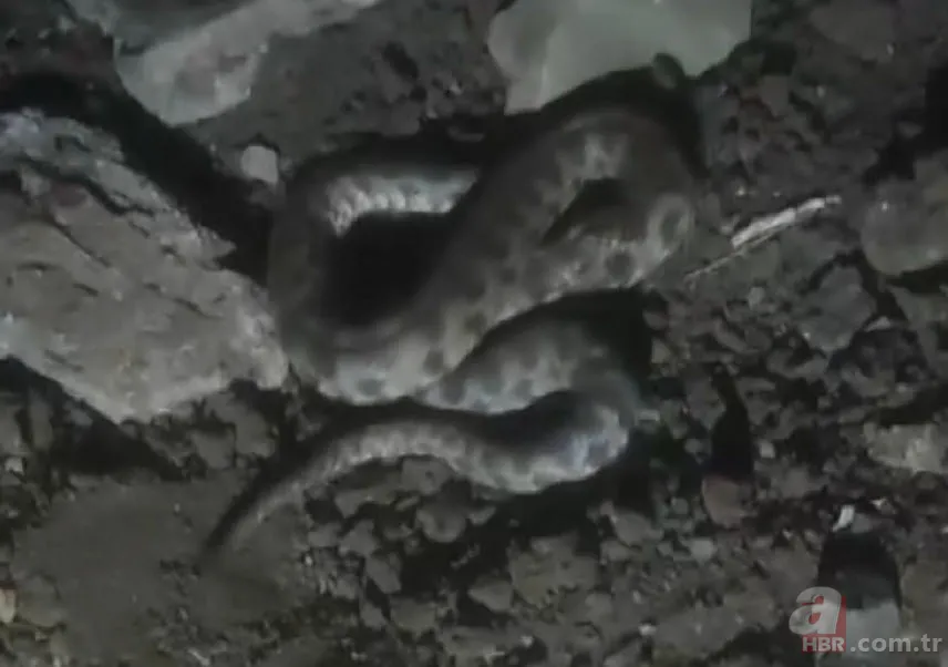 Domuz bekleyen çiftçi belgeselleri aratmayan görüntüler çekti! Tilki yılana saldırıp yedi 6