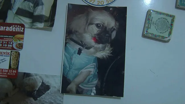 Ankara’da şoke olay! Şikayetini geri çekmeyen sevgilisinin köpeğini 5. kattan attı! - 3