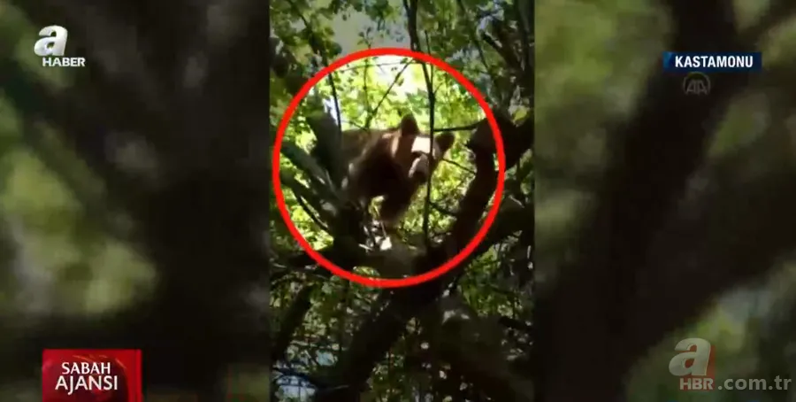 Bahçesine girip erik ağacına çıktı! Hemen telefona sarıldı 2