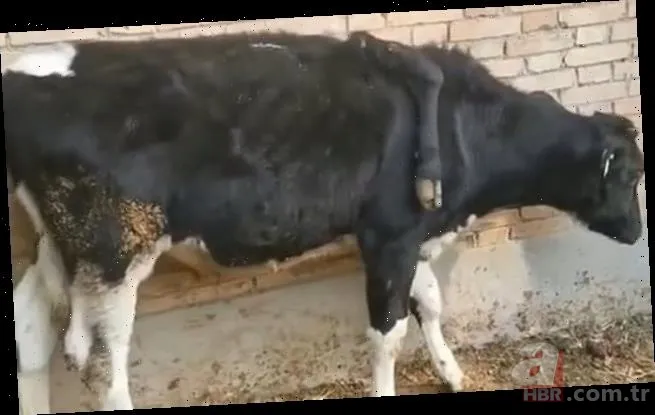 Denizin ortasında tencere içindeki tavuk sosyal medyayı salladı! Görenler gözlerine inanamadı 24