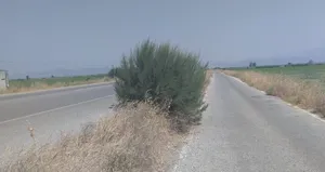 Yol kenarındaki otlar tehlike oluşturuyor