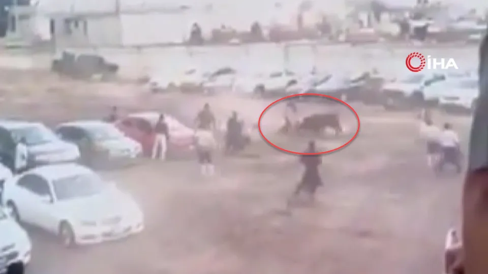 Kaçan boğa dehşet saçtı! Otoparka girip...