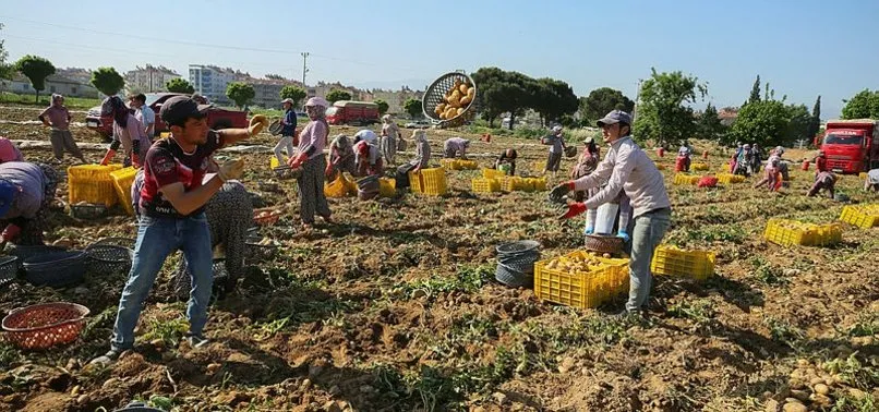 Patatesin verimli hasatı fiyatın düşmesini sağladı