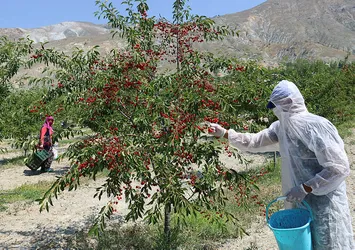 Erzincan’dan 95 ülkeye vişne ihracatı