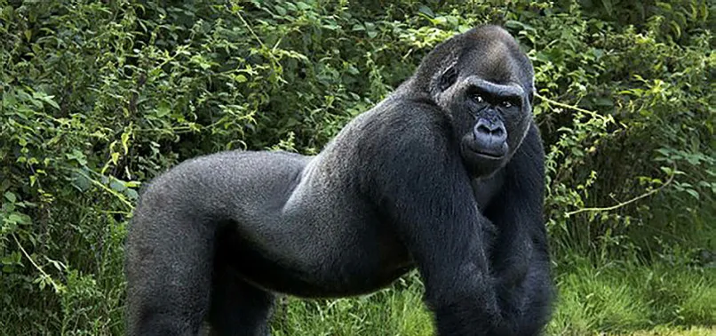 Uganda'da goril öldüren kişiye 11 yıl hapis
