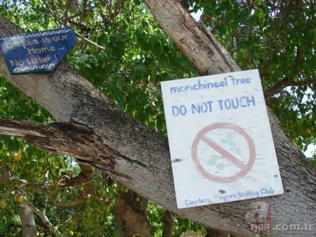 Dünyanın en ölümcül bitkileri 18