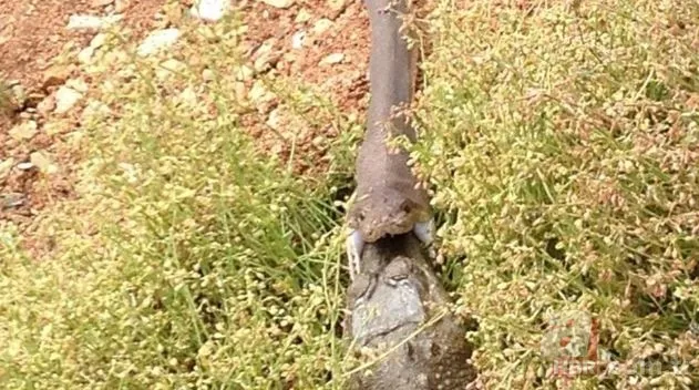 Dev piton ile timsahın yaşam savaşı! O anlar böyle görüntülendi... 15