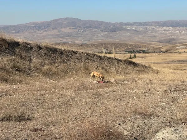 Başkent'te başıboş köpek vahşeti! 50’den fazla küçükbaş hayvanı telef etti! Sürü sahibi isyan etti - 1