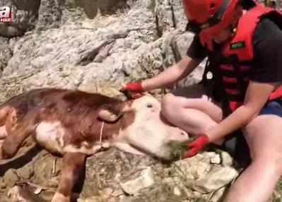 Akarsuya düşen büyükbaş hayvanı AFAD ekibi kurtardı