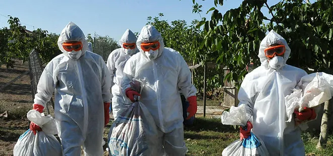 Kuş gribi kabusu geri döndü