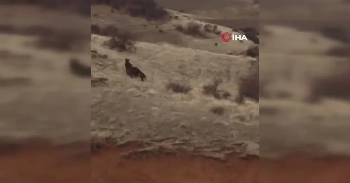 Çoban köpeği domuz sürüsünü böyle kovaladı