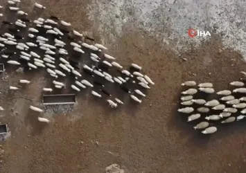 Yürek ısıtan buluşma! Kuzular anneleriyle bir araya geldi