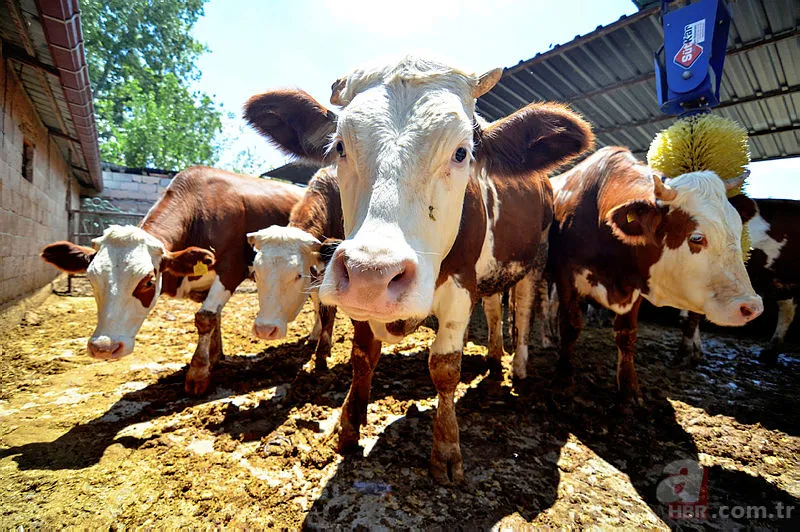 Kurbanlık fiyatları 2022: A101, Migros, CarrefourSA 2022 kurbanlık fiyatları ne kadar? Küçükbaş, büyükbaş hisse fiyatı... 4