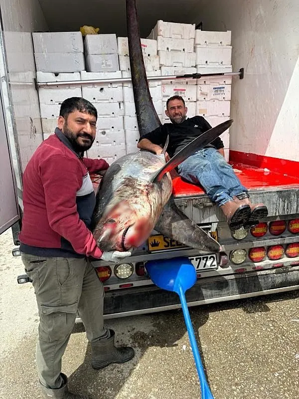 Adana’da balıkçı ağına öyle bir şey takıldı ki iki kişi zor tuttu! 3 metre boyunda onlarca kilo ağırlığında…