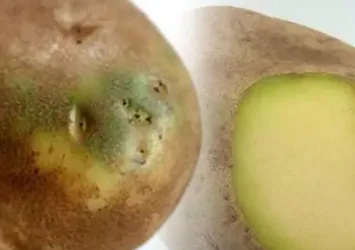 Patates böyle görünüyorsa sakın yemeyin! Meğer zehir saçıyormuş...