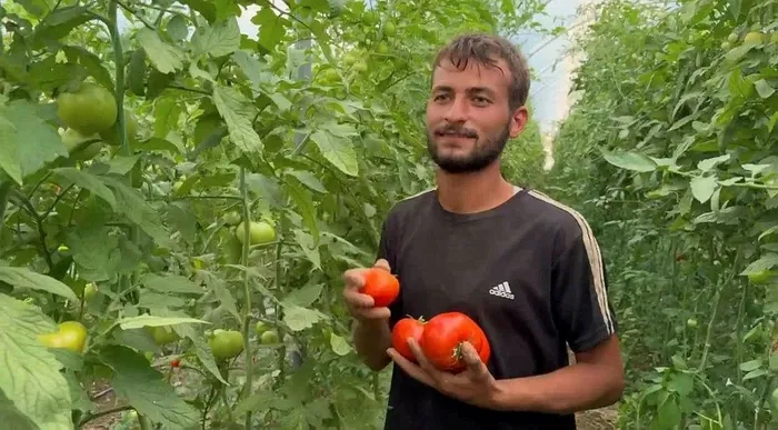 tarim-isciliginden-patronluga-yukseldi-gordugu-seranin-aynisini-memleketinde-kurdu-simdi-tonlarca-uretim-yapiy-1720593859737.jpeg Tarım işçiliğinden patronluğa yükseldi! Gördüğü seranın aynısını memleketinde kurdu şimdi tonlarca üretim yapıyor - 2