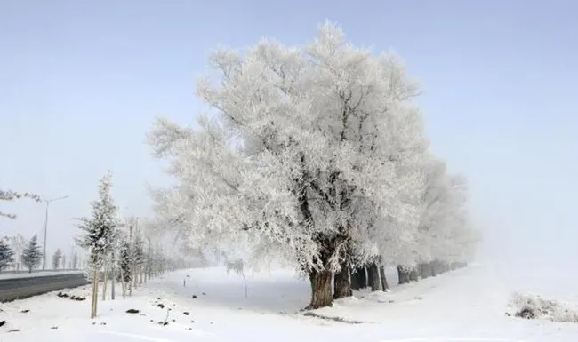 Doğu Anadolu'da hava buz kesti! Ardahan'da örümcek ağları bile kırağı tuttu - 9